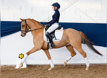 Poni alemán, Caballo castrado, 9 años, 143 cm, Alazán