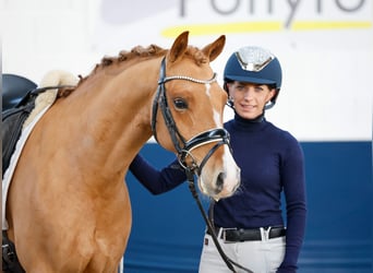 Poni alemán, Caballo castrado, 9 años, 143 cm, Alazán