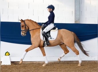 Poni alemán, Caballo castrado, 9 años, 143 cm, Alazán