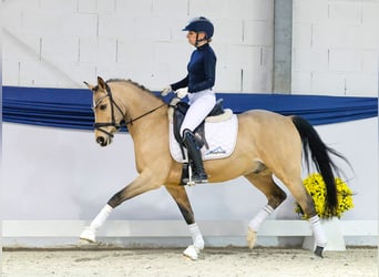 Poni alemán, Caballo castrado, 9 años, 145 cm, Bayo