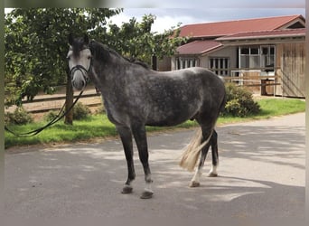Poni alemán, Caballo castrado, 9 años, 145 cm, Tordillo negro