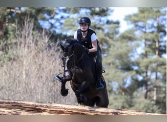 Poni alemán, Caballo castrado, 9 años, 146 cm, Castaño