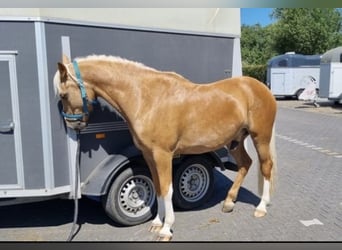 Poni alemán, Caballo castrado, 9 años, 146 cm, Palomino
