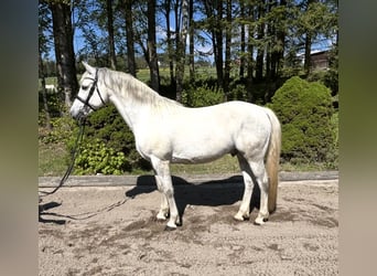 Poni alemán, Caballo castrado, 9 años, 146 cm, Tordo