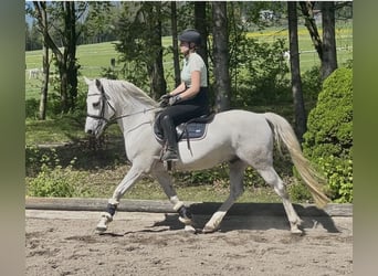 Poni alemán, Caballo castrado, 9 años, 146 cm, Tordo