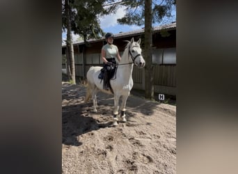 Poni alemán, Caballo castrado, 9 años, 146 cm, Tordo