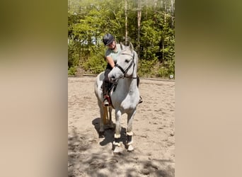 Poni alemán, Caballo castrado, 9 años, 146 cm, Tordo