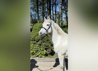 Poni alemán, Caballo castrado, 9 años, 146 cm, Tordo