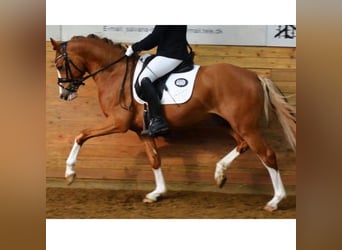 Poni alemán, Caballo castrado, 9 años, 147 cm, Alazán
