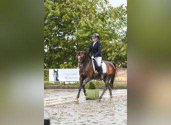 Poni alemán, Caballo castrado, 9 años, 147 cm, Castaño oscuro