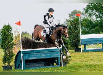 Poni alemán, Caballo castrado, 9 años, 147 cm, Castaño oscuro