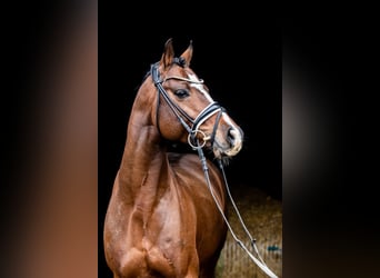 Poni alemán, Caballo castrado, 9 años, 147 cm, Castaño oscuro