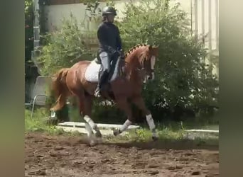 Poni alemán, Caballo castrado, 9 años, 148 cm, Alazán