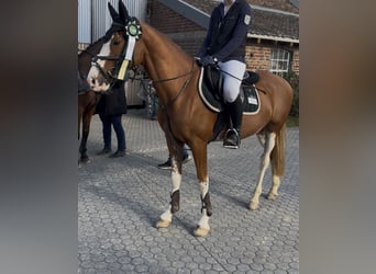 Poni alemán, Caballo castrado, 9 años, 148 cm, Alazán