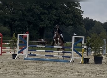 Poni alemán, Caballo castrado, 9 años, 148 cm, Alazán