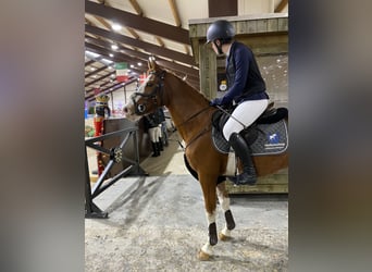 Poni alemán, Caballo castrado, 9 años, 148 cm, Alazán