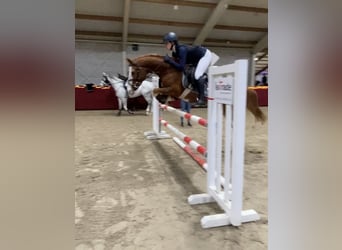 Poni alemán, Caballo castrado, 9 años, 148 cm, Alazán