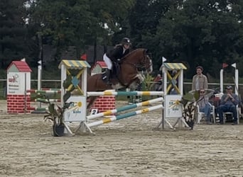 Poni alemán, Caballo castrado, 9 años, 148 cm, Alazán