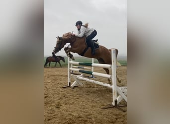 Poni alemán, Caballo castrado, 9 años, 148 cm, Alazán