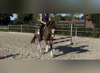 Poni alemán, Caballo castrado, 9 años, 148 cm, Alazán-tostado