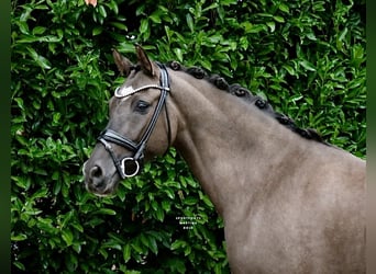 Poni alemán, Caballo castrado, 9 años, 148 cm, Bayo