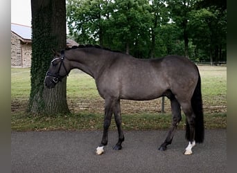 Poni alemán, Caballo castrado, 9 años, 148 cm, Bayo