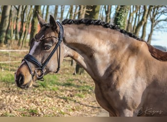 Poni alemán, Caballo castrado, 9 años, 148 cm, Buckskin/Bayo