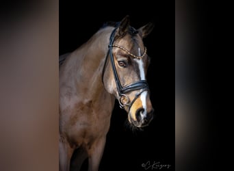 Poni alemán, Caballo castrado, 9 años, 148 cm, Buckskin/Bayo