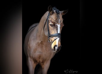 Poni alemán, Caballo castrado, 9 años, 148 cm, Buckskin/Bayo