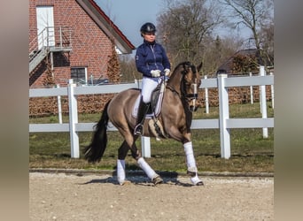 Poni alemán, Caballo castrado, 9 años, 148 cm, Buckskin/Bayo