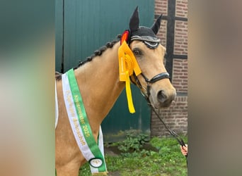 Poni alemán, Caballo castrado, 9 años, 148 cm, Buckskin/Bayo