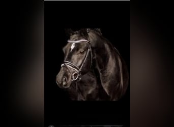 Poni alemán, Caballo castrado, 9 años, 148 cm, Negro
