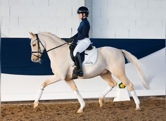 Poni alemán, Caballo castrado, 9 años, 148 cm, Palomino