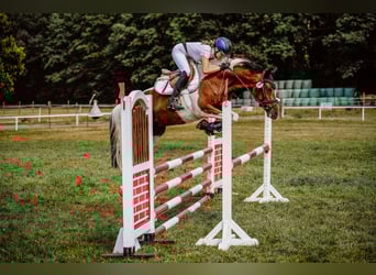 Poni alemán, Caballo castrado, 9 años, 148 cm, Pío