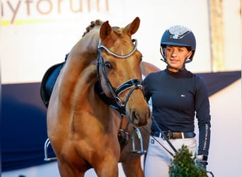 Poni alemán, Caballo castrado, 9 años, 149 cm, Alazán