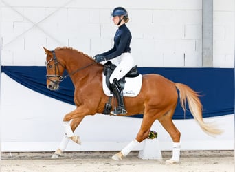 Poni alemán, Caballo castrado, 9 años, 153 cm, Alazán