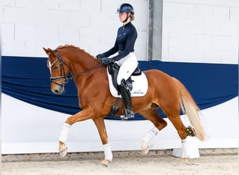 Poni alemán, Caballo castrado, 9 años, 153 cm, Alazán