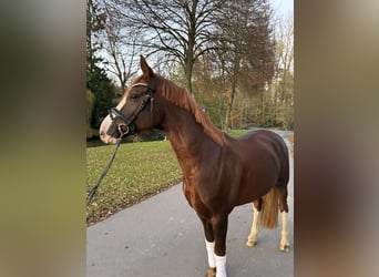 Poni alemán, Caballo castrado, 9 años, 156 cm, Alazán-tostado