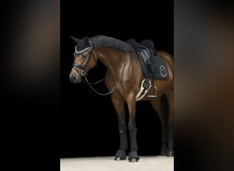 Poni alemán, Caballo castrado, 9 años, Castaño