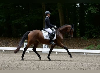 Poni alemán, Caballo castrado, 9 años, Castaño