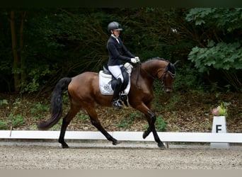 Poni alemán, Caballo castrado, 9 años, Castaño