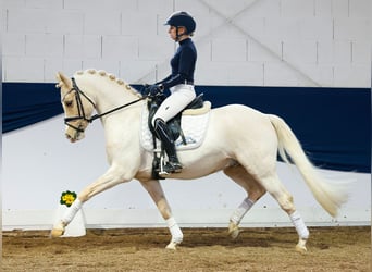 Poni alemán, Caballo castrado, 9 años, Palomino