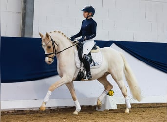 Poni alemán, Caballo castrado, 9 años, Palomino