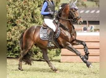Poni alemán, Semental, 10 años, 148 cm, Castaño oscuro