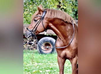 Poni alemán, Semental, 11 años, 148 cm, Alazán-tostado