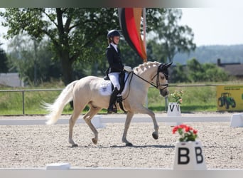 Poni alemán, Semental, 11 años, 148 cm, Palomino