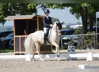 Poni alemán, Semental, 11 años, 148 cm, Palomino