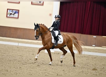 Poni alemán, Semental, 13 años, 146 cm, Alazán