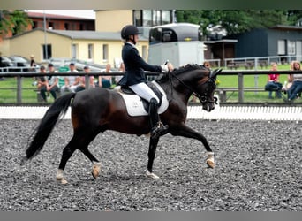 Poni alemán, Semental, 13 años, 147 cm, Castaño oscuro