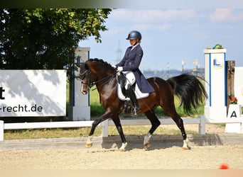 Poni alemán, Semental, 13 años, 147 cm, Castaño oscuro